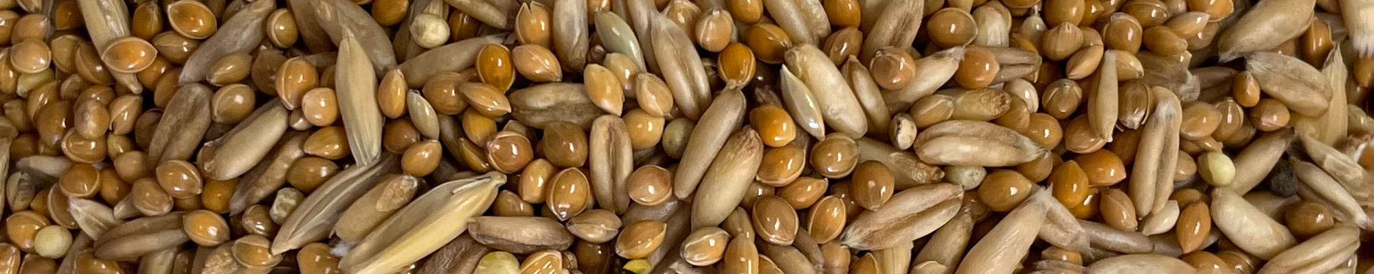 miscela mangime per uccelli